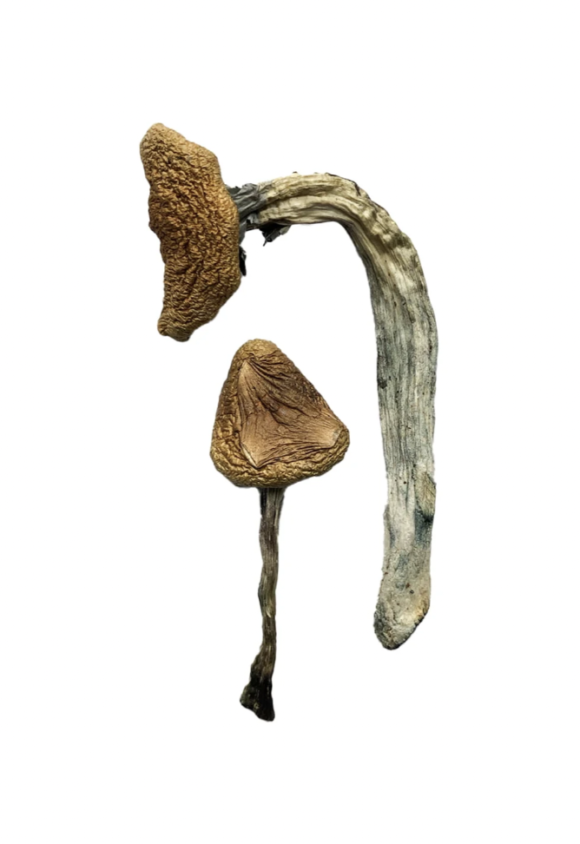 Jedi Mind Fuck Magic Mushrooms (Premium)